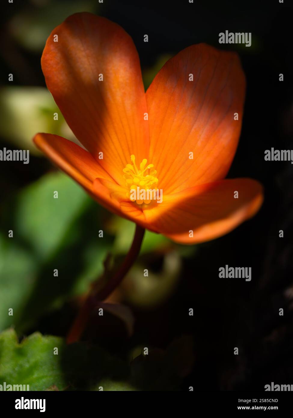 Orange Sutherland Begonia Blume in Blüte Stockfoto