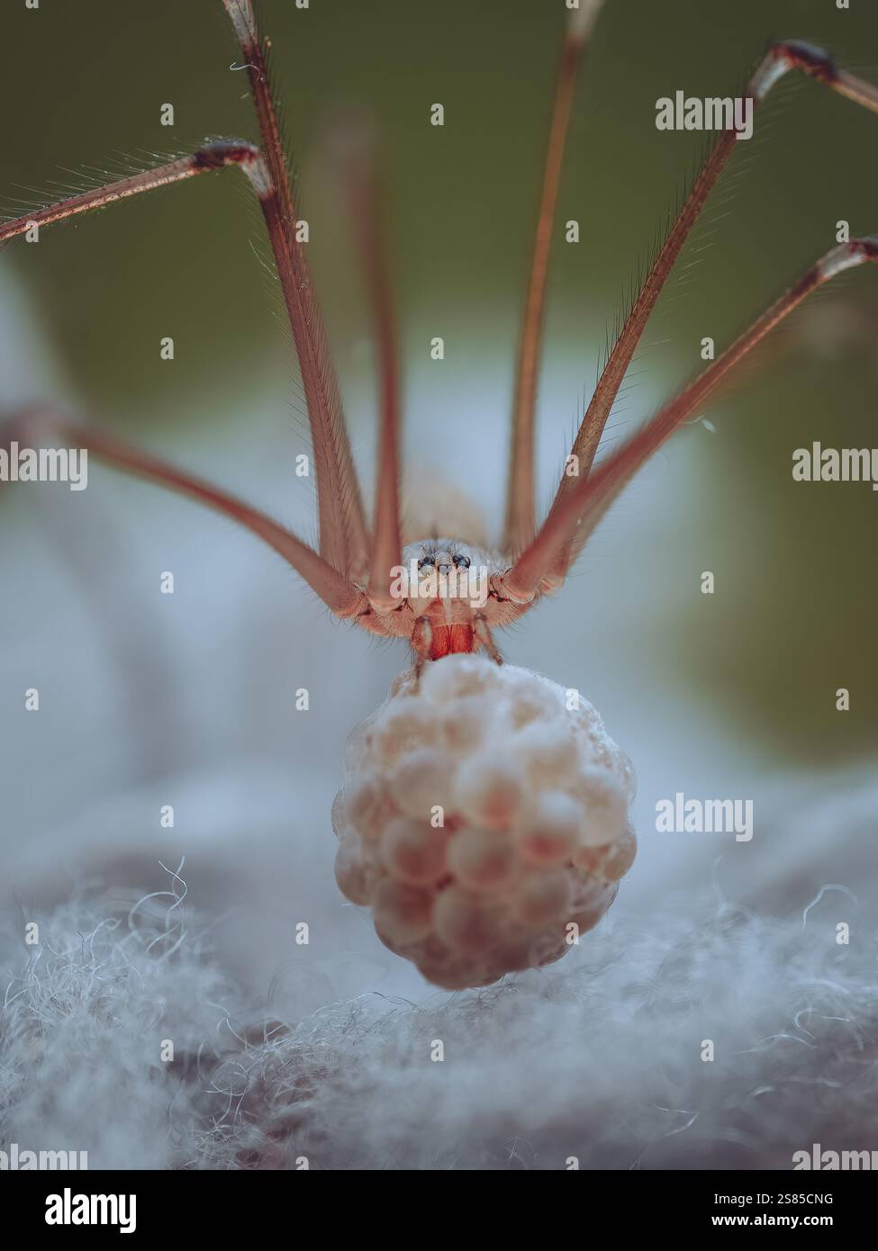 Eine Hausspinne, die eine Kugel Eier trägt Stockfoto