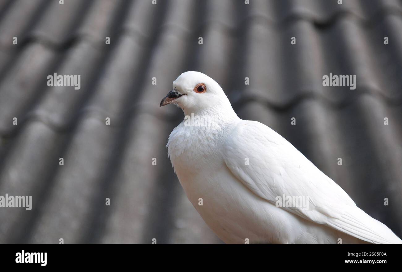 Weiße Taube. Ein einzelner Vogel sitzt auf dem Dach. Taube blickt direkt in die Kamera. Beruhigender, sanfter, freundlicher Vogel. Gewellter grauer Dachhintergrund Stockfoto