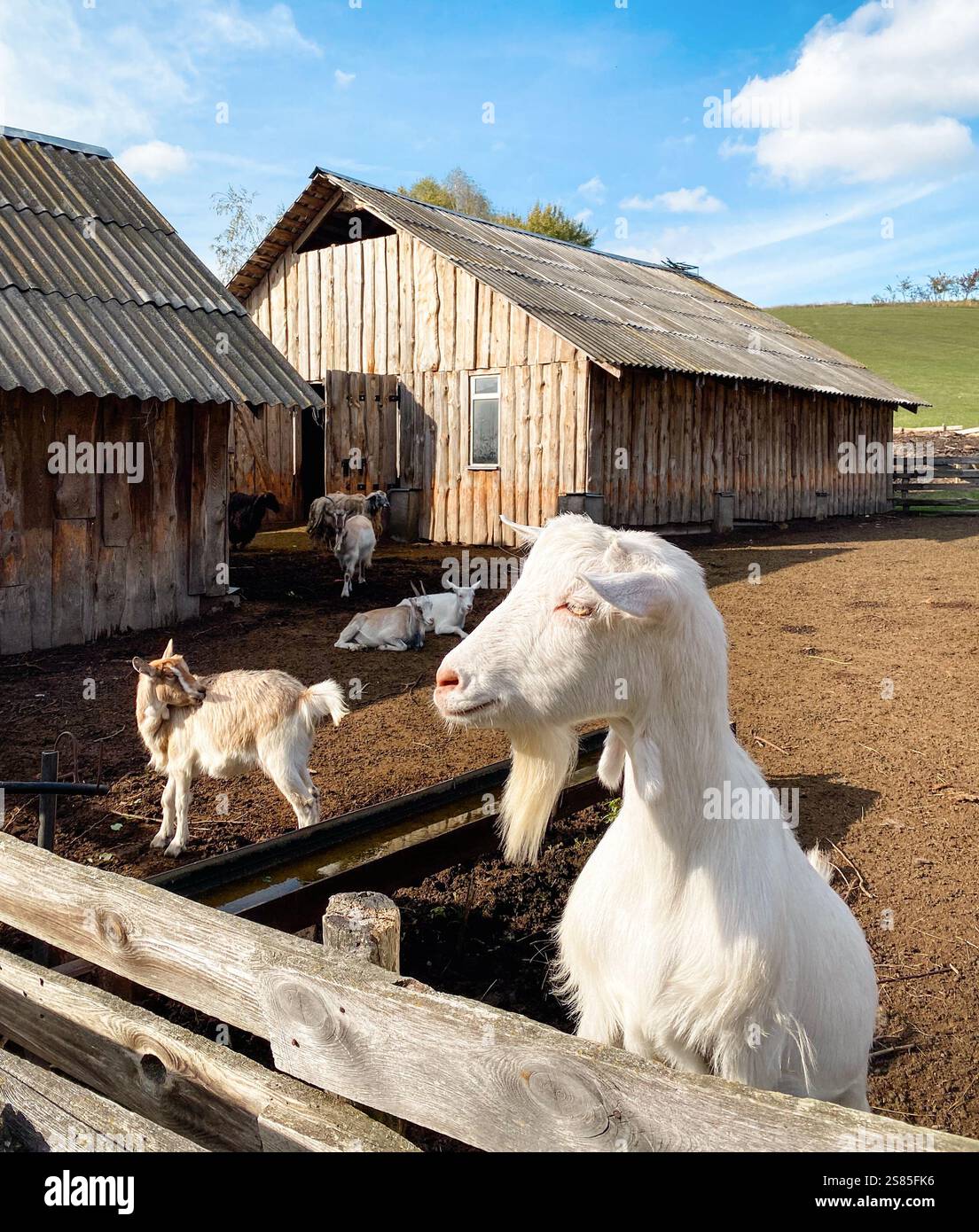 Ziegen auf dem Bauernhof in der Nähe von Holzzaun. Zwei hölzerne Scheunen im Hintergrund. Bauernhof in hügeliger Landschaft. Stockfoto