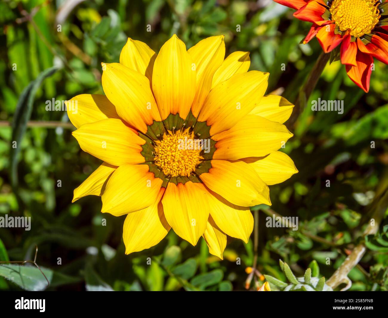 Mittags goldene Blume (Gazania rigens) in der Nähe des Dorfes Estreito da Calheta. Calheta liegt an der Westküste Madeiras. Stockfoto