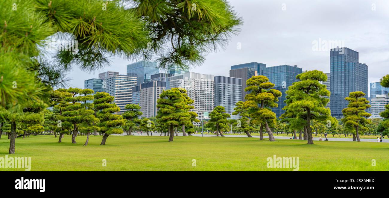 Blick auf die kontrastierende Skyline der Stadt und die japanischen Roten Kiefern in der Nähe des Kaiserpalastes von Tokio, Tokio, Honshu, Japan Stockfoto