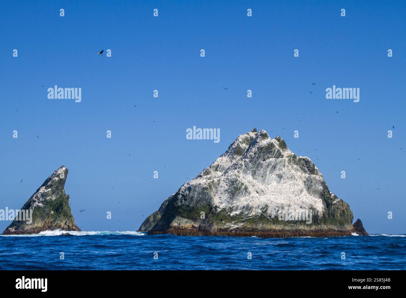 Shag Rocks, Scotia Sea, Südatlantik Stockfoto