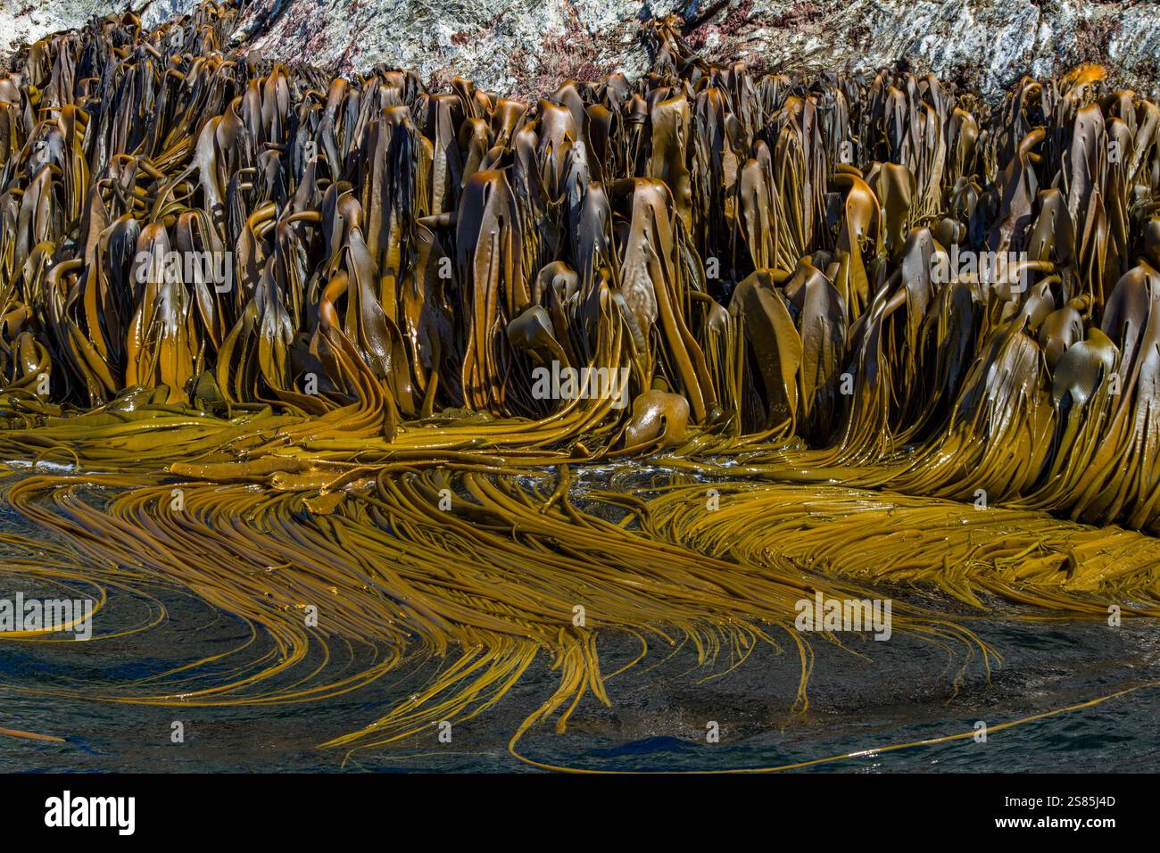 Sehr abgelegene Shag Rocks, in der Nähe der Insel Südgeorgien im Scotia-Meer, Südatlantik Stockfoto