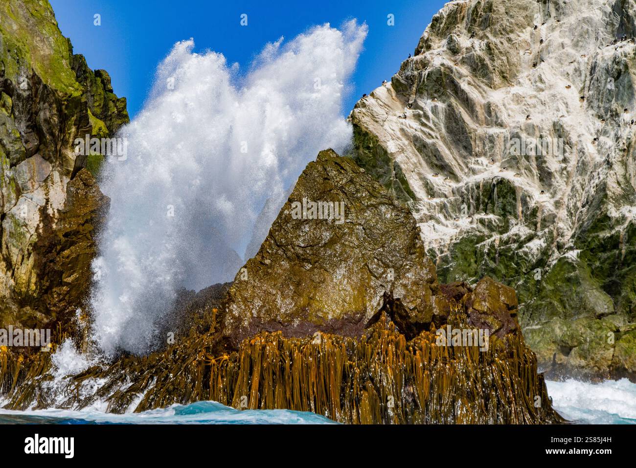 Sehr abgelegene Shag Rocks, in der Nähe der Insel Südgeorgien im Scotia-Meer, Südatlantik Stockfoto