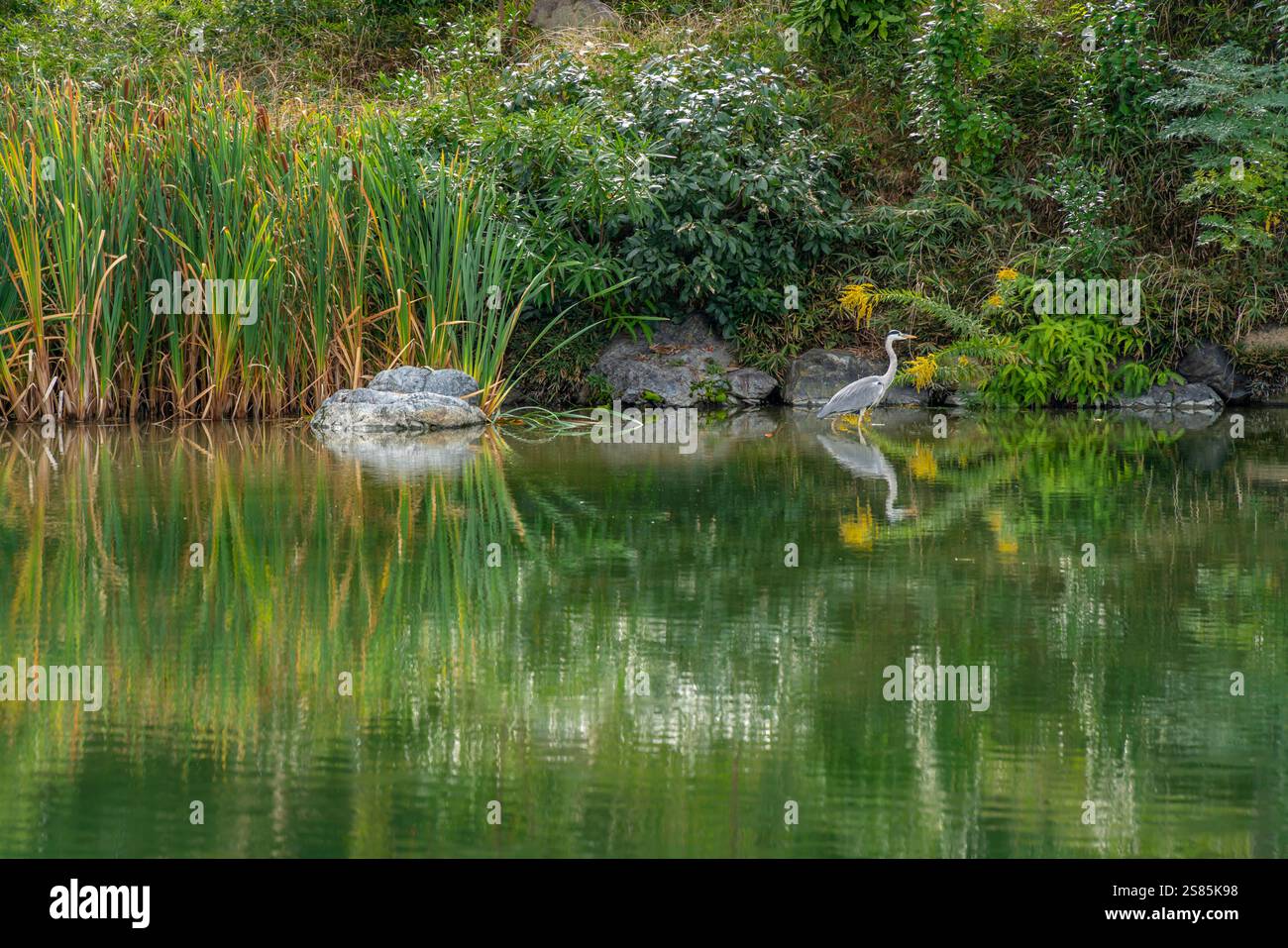 Blick auf Reiher im Shoseien-Garten im frühen Herbst, Shimogyo Ward, Higashitamamizucho, Kyoto, Honshu, Japan Stockfoto