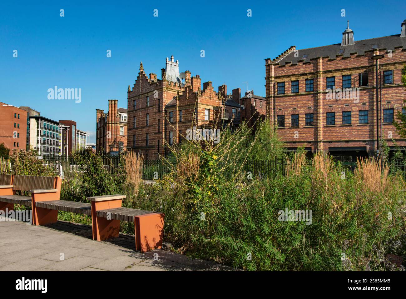 Wild Planting, Grey to Green Initiative, mit Royal Exchange Gebäuden und Castle House dahinter, Castle Gate Quarter, Sheffield, Yorkshire, England Stockfoto
