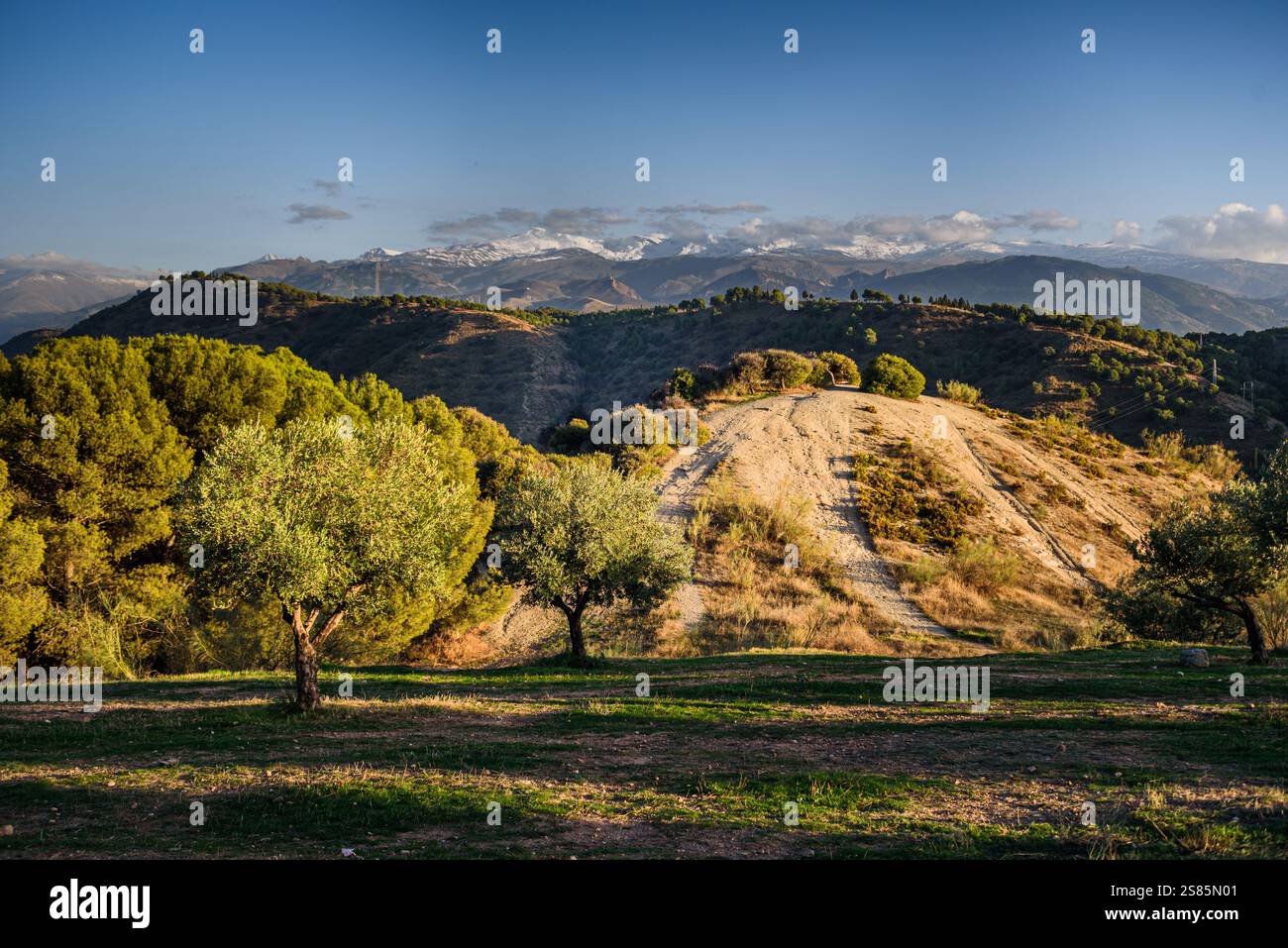 Olivenbäume und Hügel hinter Granada und weite Landschaft mit der schneebedeckten Sierra Nevada dahinter, Granada, Andalusien, Spanien Stockfoto