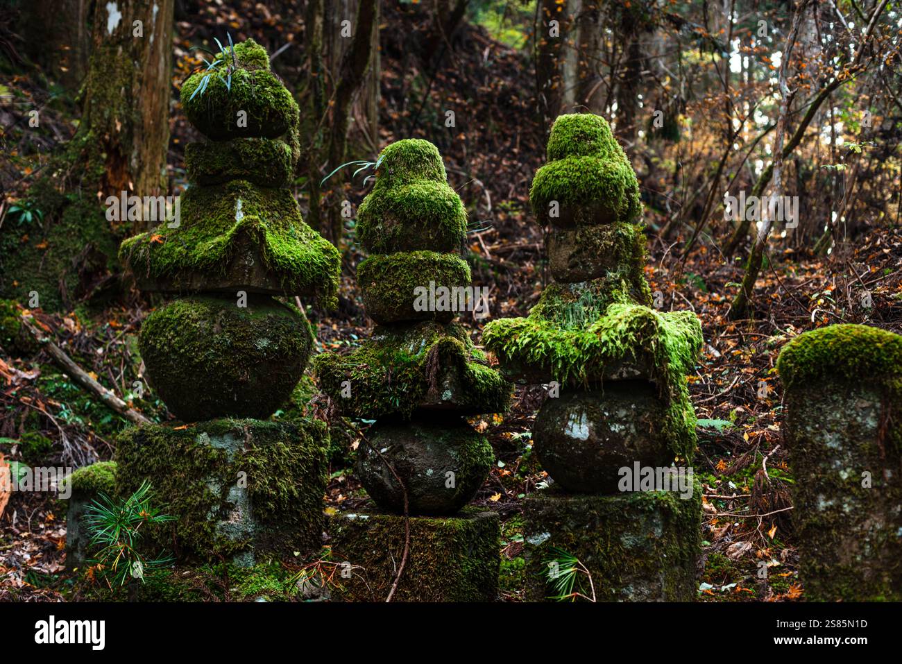 Alte moosige Steinlaternen, buddhistischer Friedhof von Oku-no-in, Koyasan (Koya-san), Kansai, Honshu, Japan Stockfoto