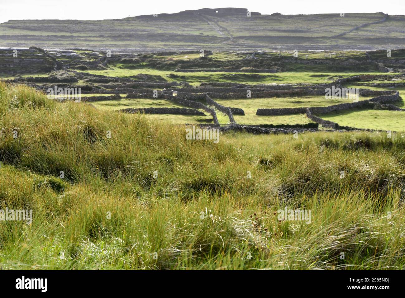 Grasdünen von CIL Mhuirbhigh (Kilmurvey Village), Inishmore, größte der Aran-Inseln, Galway Bay, County Galway, Connacht, Republik Irland Stockfoto