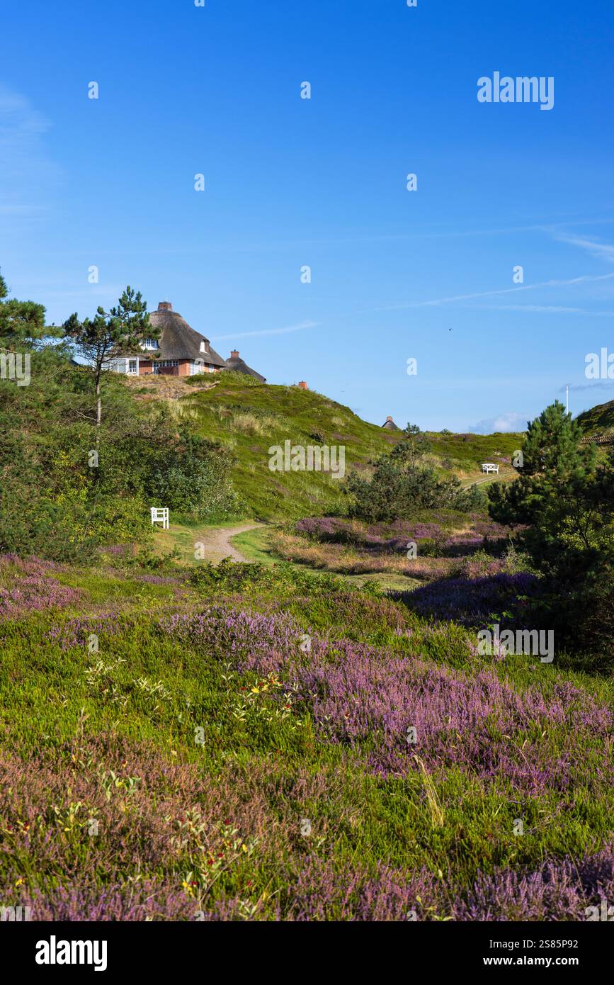 Traditionelles Strohhaus und Heidekraut, Hornum, Sylt, Schleswig Holstein, Deutschland, Europa Stockfoto