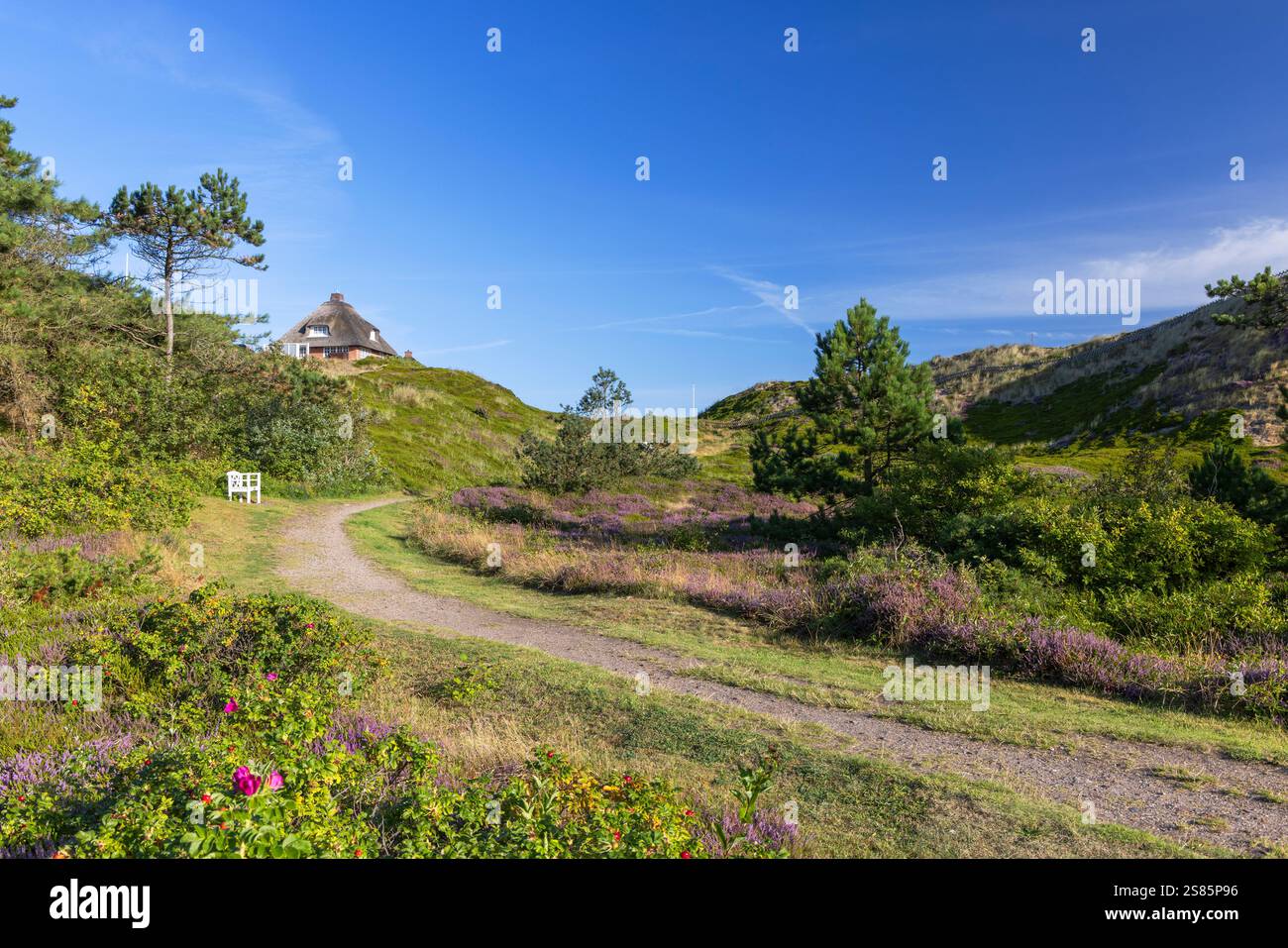 Traditionelles Strohhaus und Heidekraut, Hornum, Sylt, Schleswig Holstein, Deutschland, Europa Stockfoto