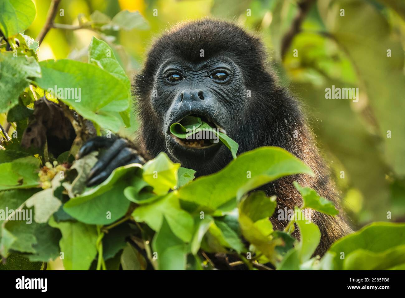 Weibliches Brüllaffen (Alouatta palliata) isst Blätter in einem Wald an der Nordpazifik, Esperanza, Nosara, Guanacaste, Costa Rica Stockfoto