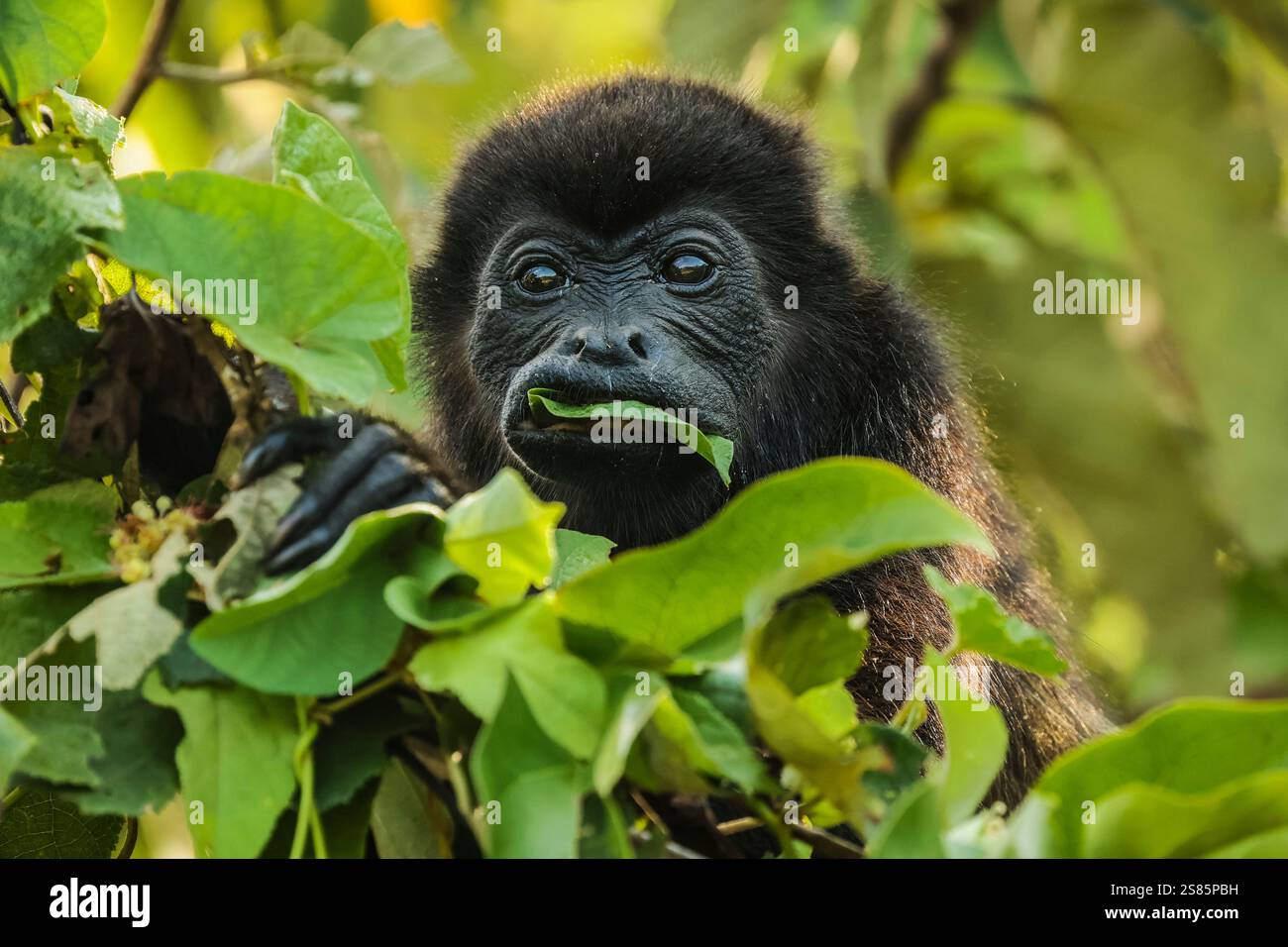 Weibliches Brüllaffen (Alouatta palliata) isst Blätter in einem Wald an der Nordpazifik, Esperanza, Nosara, Guanacaste, Costa Rica Stockfoto