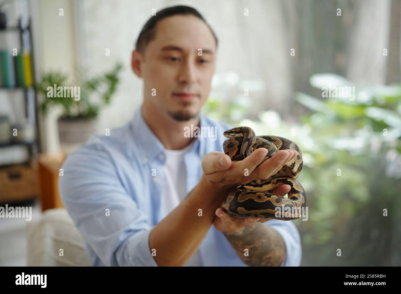 Ein Mann hält Python in der Wohnzimmerumgebung Stockfoto