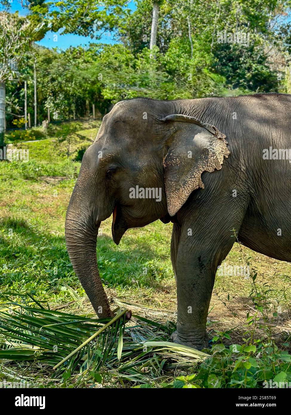 Asiatischer Elefant isst Bambus in einem Heiligtum in Phuket. Ein asiatischer Elefant isst Bambus in einem Elefantenschutzgebiet in Phuket, Thailand. - Smartphone-aufgenommenes Stockfoto