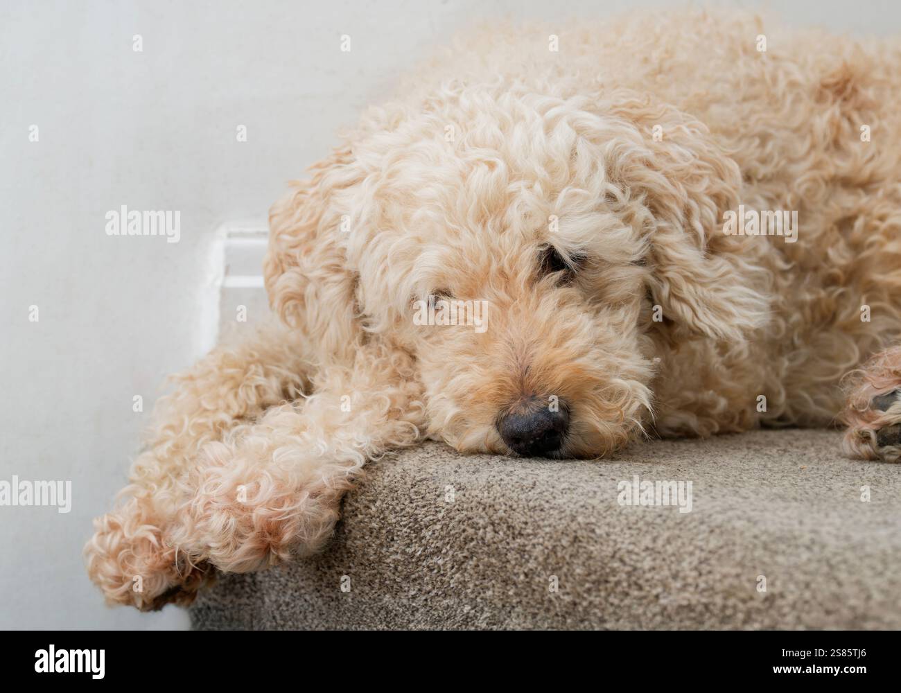 Ein wunderschöner beigefarbener, langhaariger Labradoodle-Hund, der auf einem Teppich liegt Stockfoto