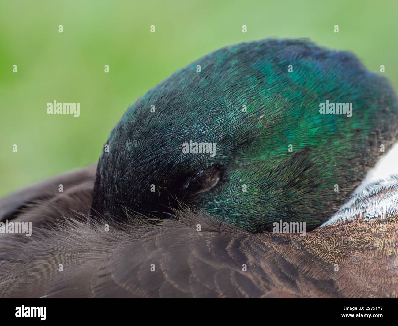 Detaillierter Kopfschuss der männlichen Stockenten beim Testen mit dem in Federn verborgenen Schnabel. Nahaufnahme eines in der Natur ruhenden Vogels vor grünem Hintergrund Stockfoto