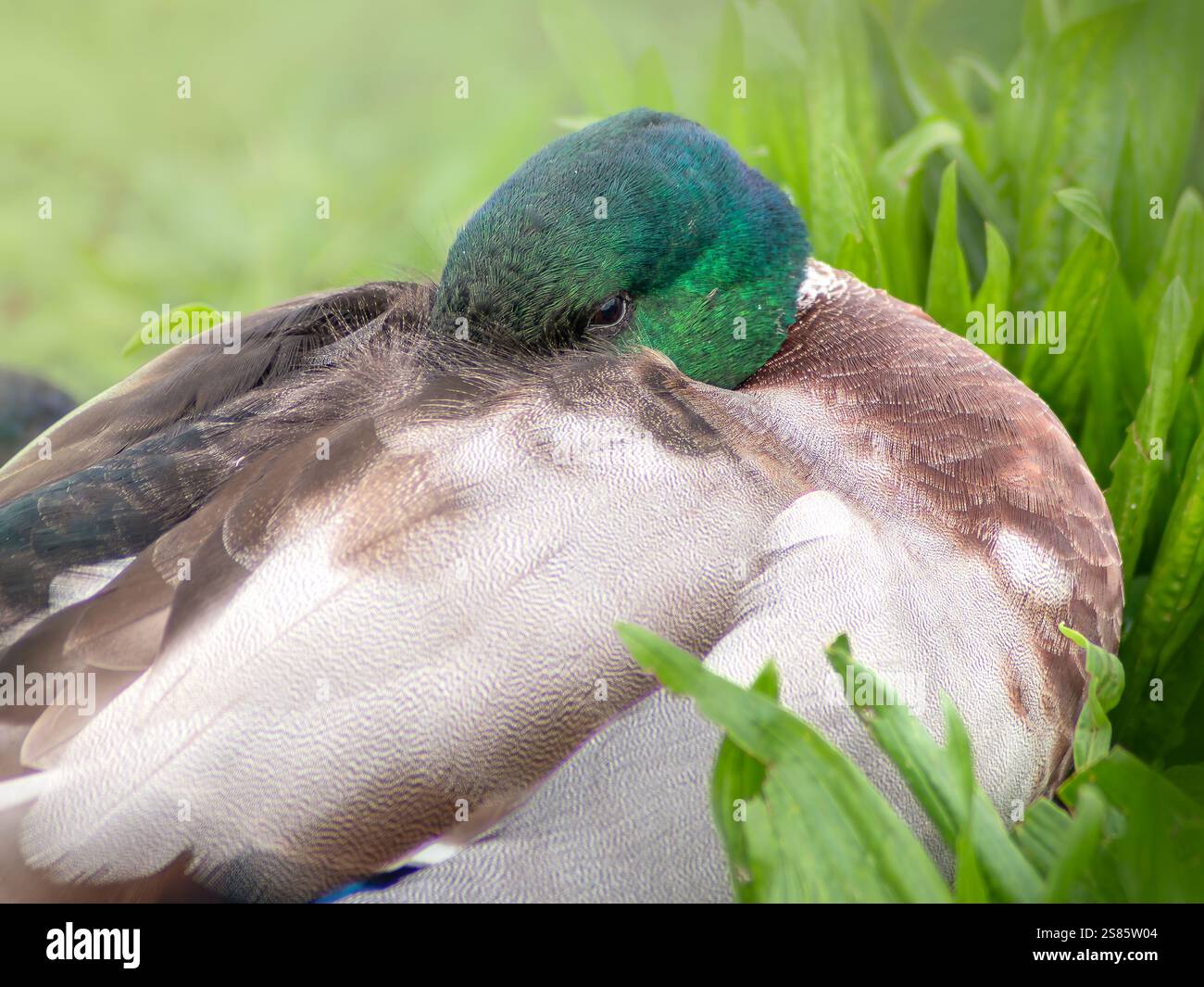 Detaillierter Kopfschuss der männlichen Stockenten beim Testen mit dem in Federn verborgenen Schnabel. Nahaufnahme eines in der Natur ruhenden Vogels vor grünem Hintergrund Stockfoto