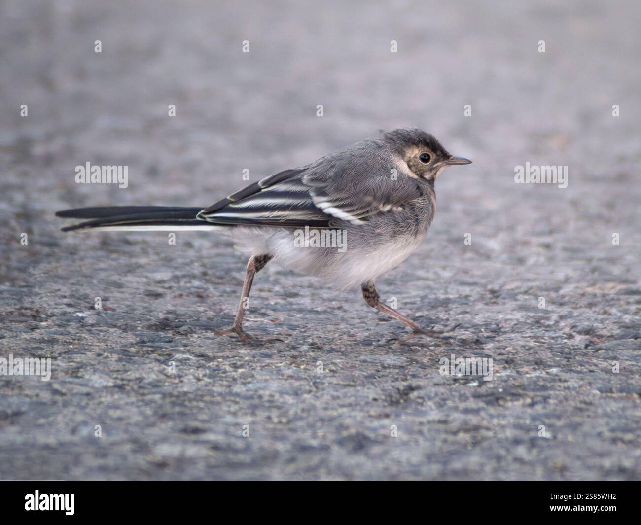 Porträt von Wagtail, der auf dem Boden vor einem verschwommenen Hintergrund der Stadtstraße läuft Stockfoto