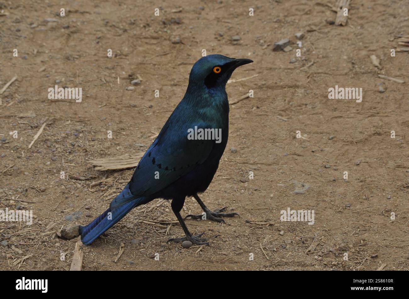 Ein markanter Hochglanzstern zeigt sein schillerndes blaues Gefieder und das durchdringende orangene Auge vor einer natürlichen Erdkulisse Stockfoto
