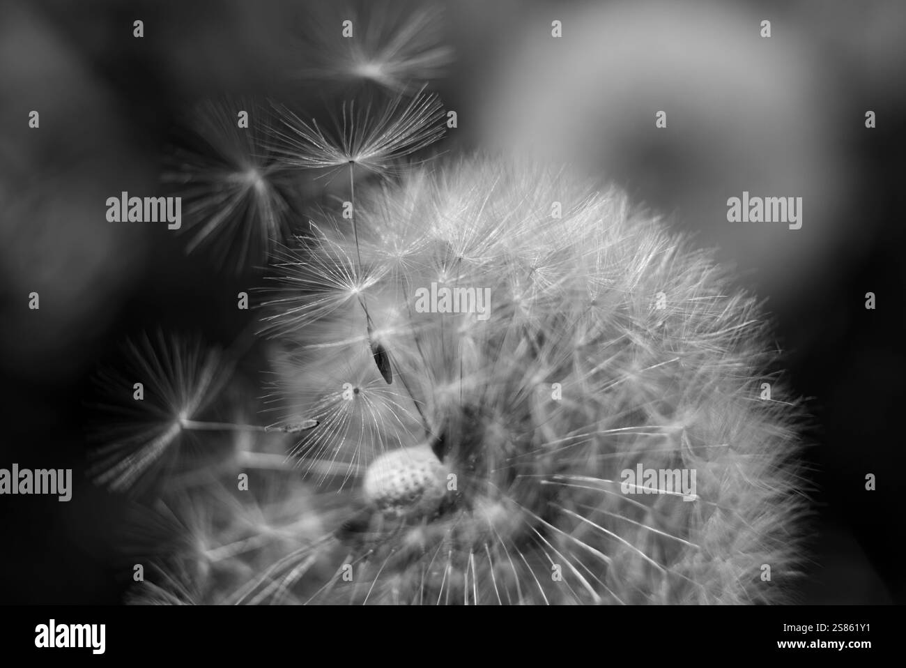 Nahaufnahme eines Löwenzahn mit Sonnenschirmhaaren, die im Sonnenlicht leuchten, wobei sich die Samen nur teilweise von der Pflanze lösen Stockfoto