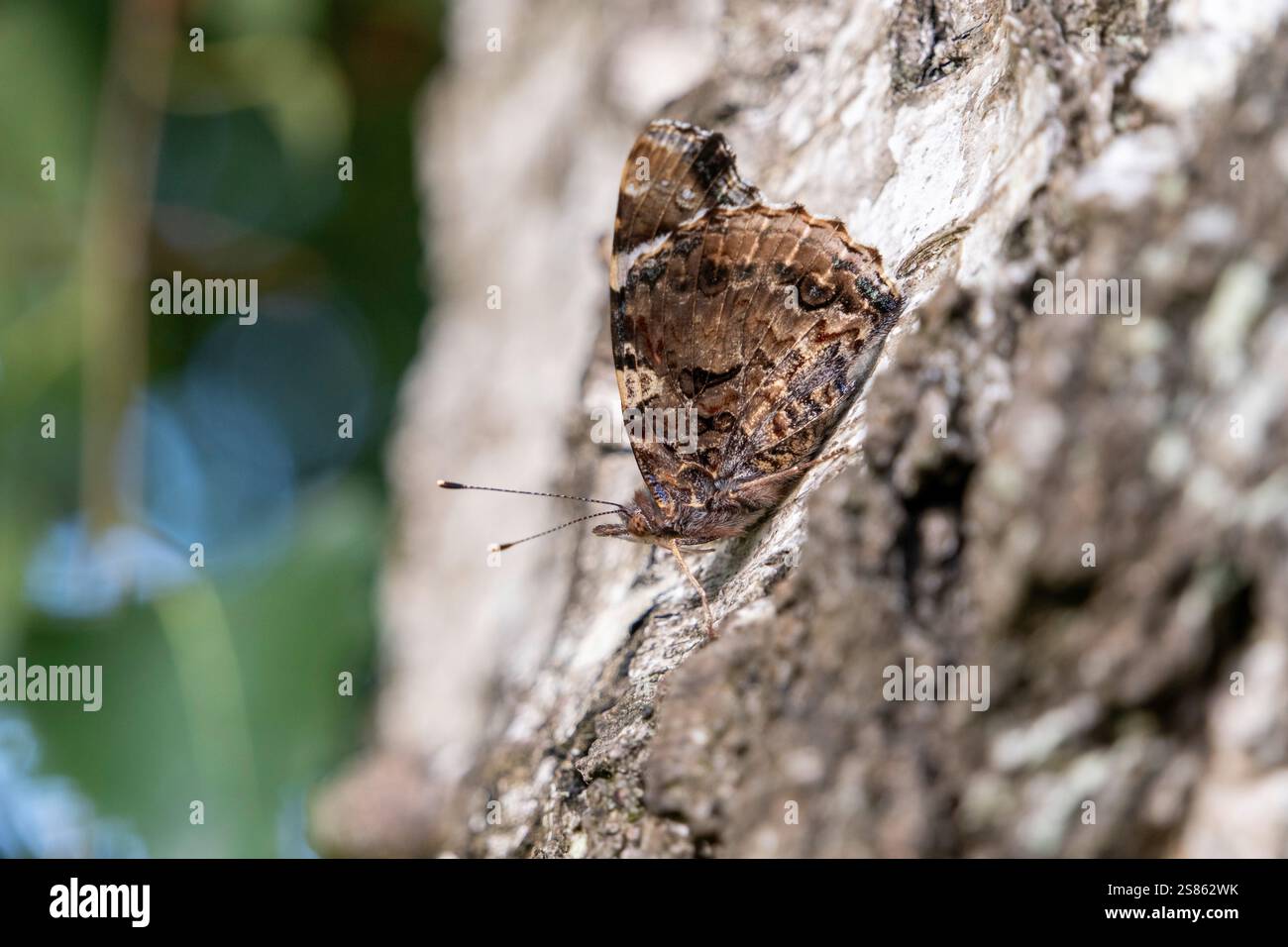 Roter Admiral (vanessa atalanta) mit gefalteten Flügeln auf einer Birke Stockfoto