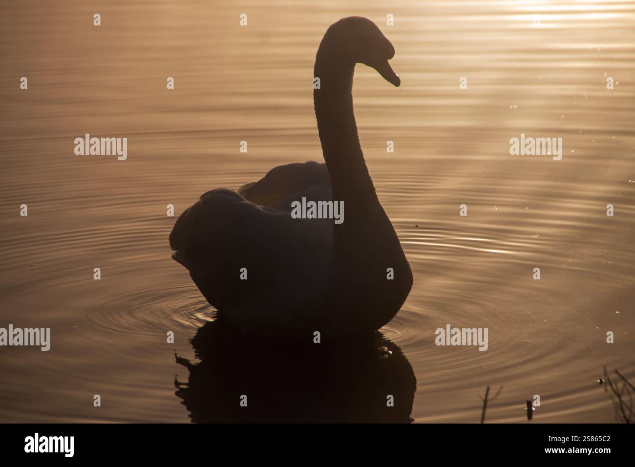 Ein Blick auf einen Schwan, der an einem frühen Sommermorgen auf dem See sitzt Stockfoto Ein Blick auf einen Schwan, der an einem frühen Sommermorgen auf dem See sitzt Stockfoto