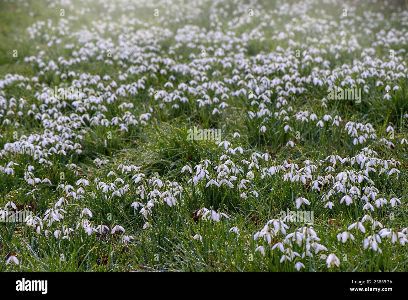 Schöner Frühling, weiße Galanthus Nivalis Schneeglöckchen in sanfter Sonne Stockfoto