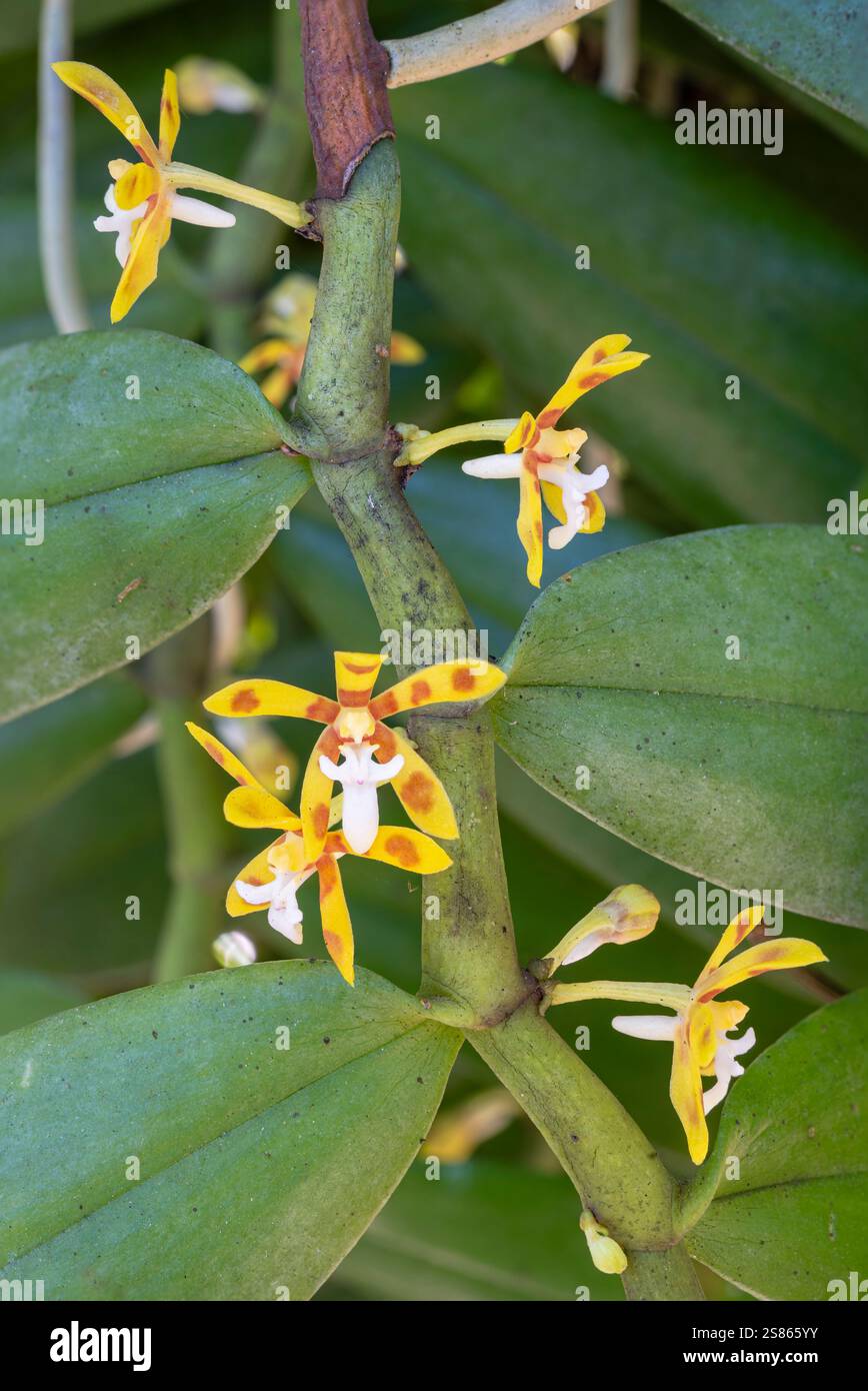 Vertikale Nahaufnahme von orange-gelben und weißen Blüten und Blättern der im tropischen Garten blühenden epiphytischen Orchideenart Trichoglottis cirrhifera Stockfoto
