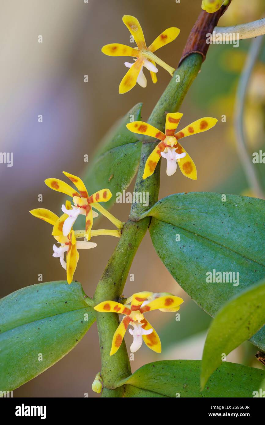Vertikale Nahaufnahme von orange-gelben und weißen Blüten und Laub tropischer epiphytischer Orchideenarten Trichoglottis cirrhifera, die draußen blühen Stockfoto