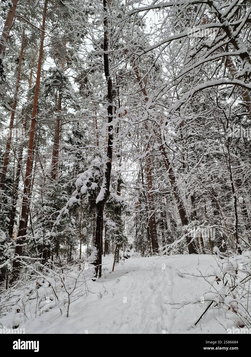 Wilde Winterwälder, hohe, schneebedeckte Bäume und Fichten, ein kleiner Weg durch den Schnee Stockfoto