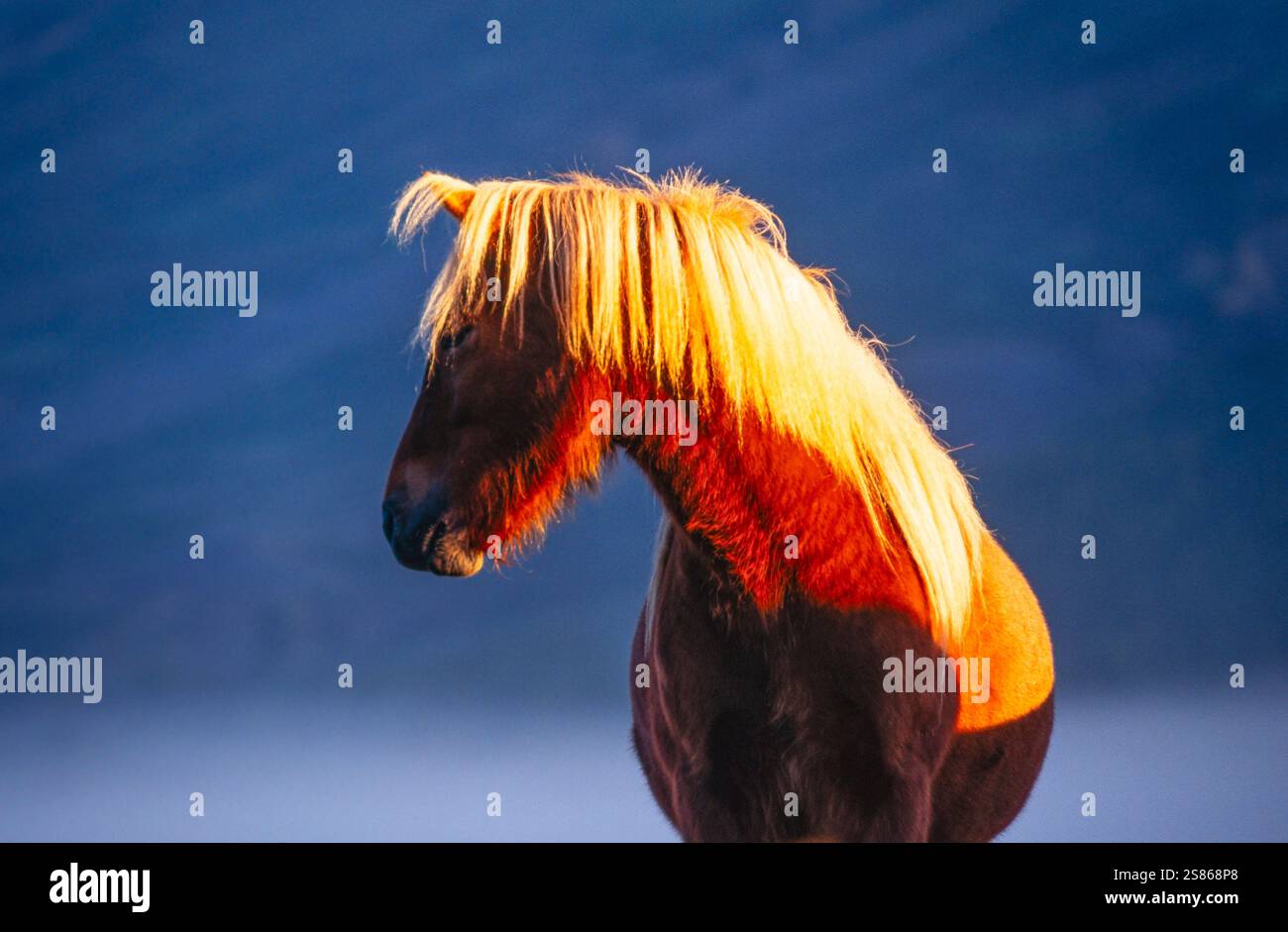 Islandpferd Stockfoto