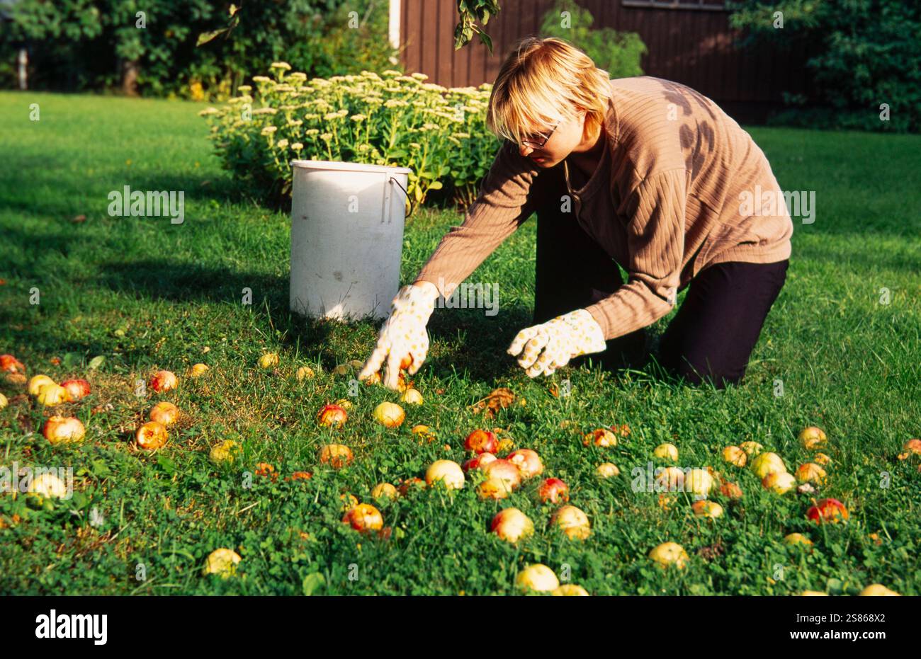 Frau, die umgefallene Äpfel aufnimmt Stockfoto