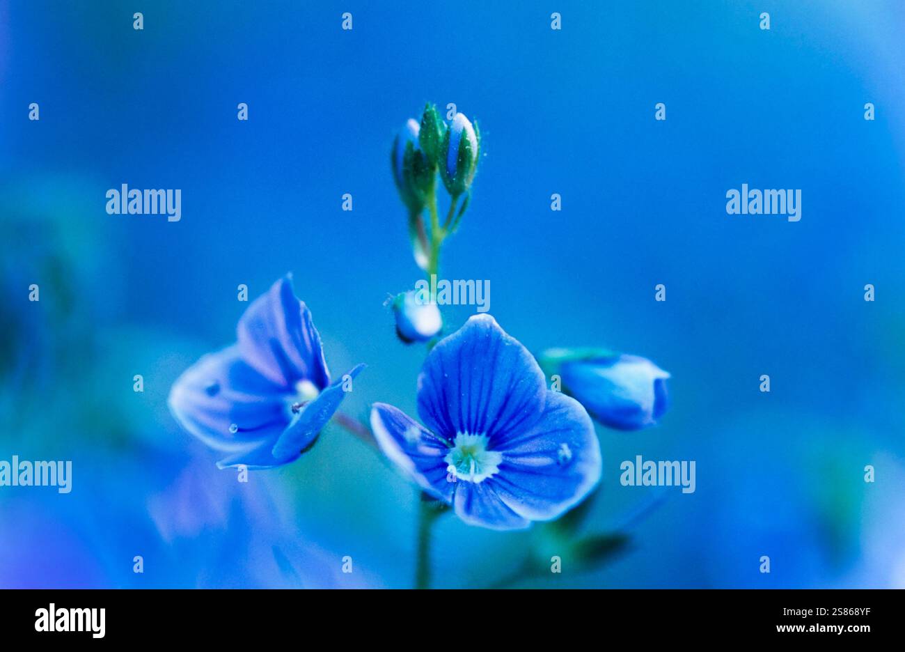 Gamander-Ehrenpreis Stockfoto
