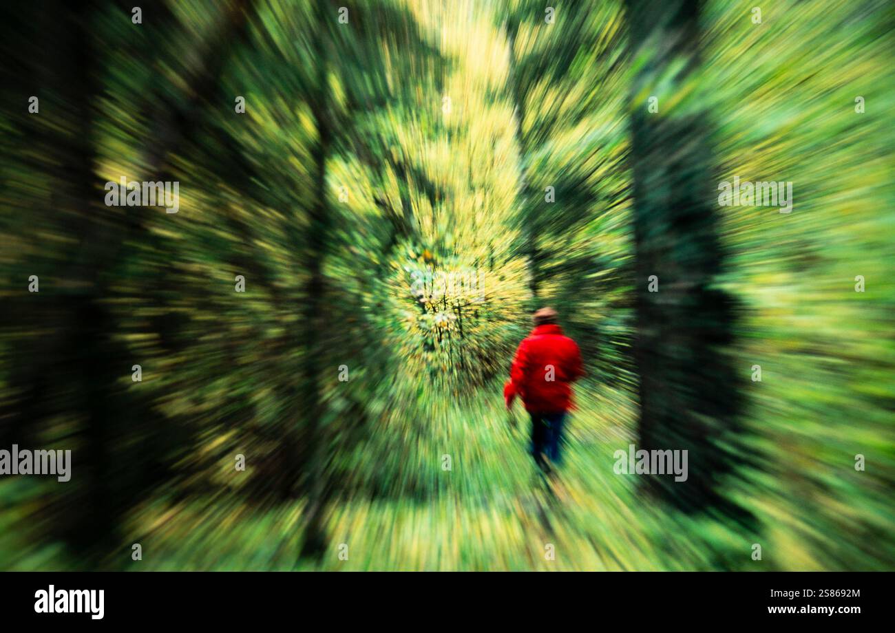 Waldspaziergang Stockfoto