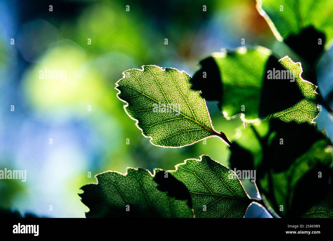 Laub Stockfoto
