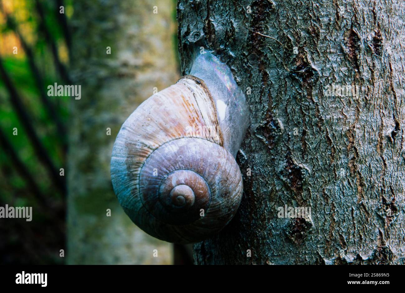 Römische Schnecke auf Baum Stockfoto