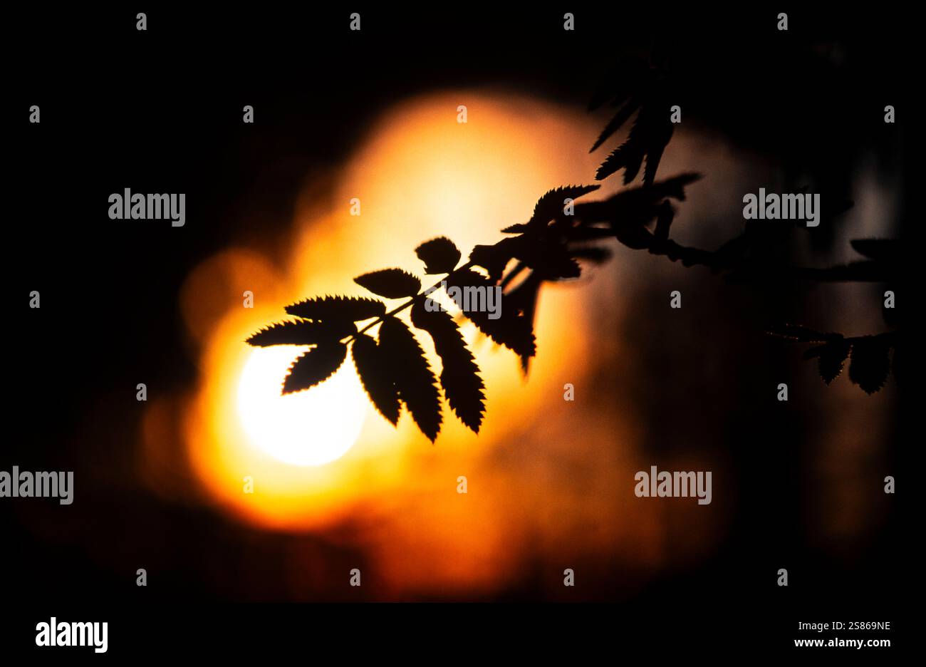 Rowan Blatt Stockfoto