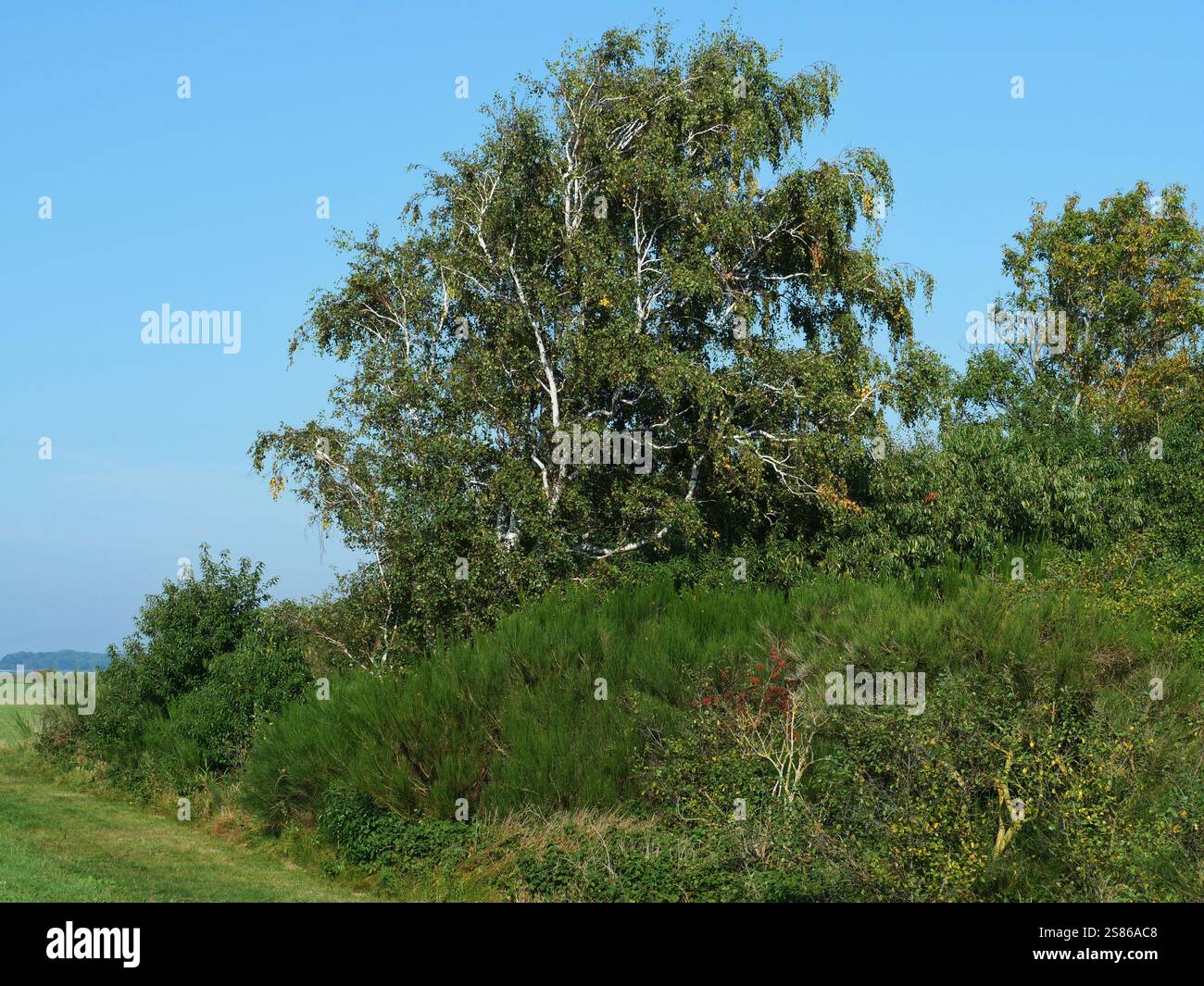 Birke auf dem Fahrradklopfer. Eine große alte Birke steht am Rande eines Radweges auf der Insel Ummanz. Stockfoto
