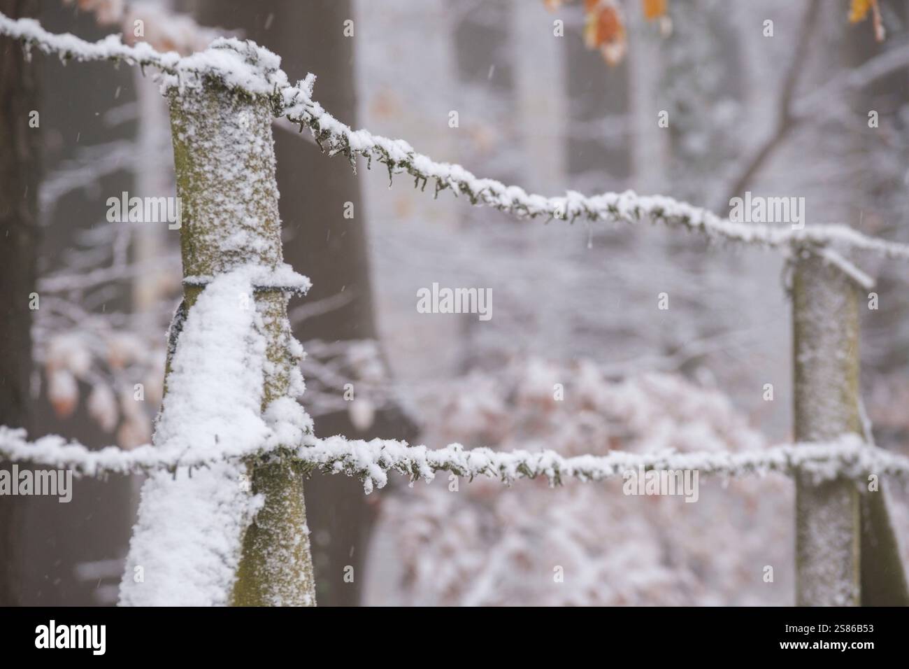 Ein alter Stacheldrahtzaun in einem schneebedeckten Wald. Stockfoto