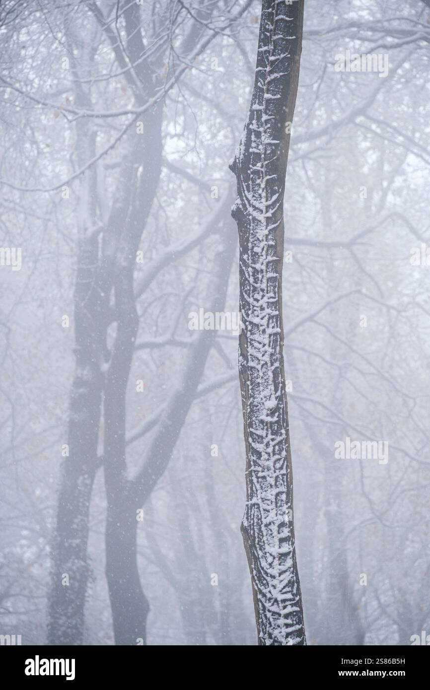 Ein nebeliger Wald im Winter mit blanken, blattlosen Bäumen, bedeckt mit Frost und Schnee. Stockfoto