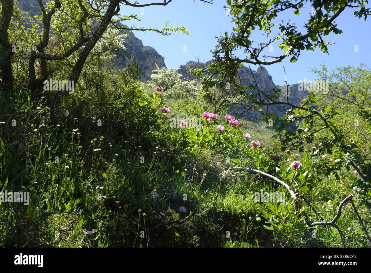 Rosa Brotero's Pfingstrosen wachsen im Tal und klettern bis zum El Puerto del Cerezo, Nr. Priego de Cordoba, Andalusien, Spanien Stockfoto