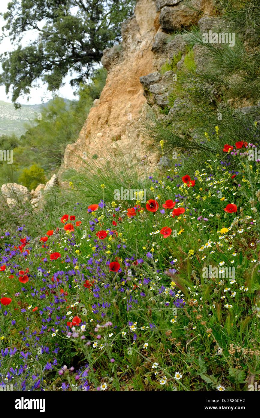 Wilde Blumen auf einem Hügel im Frühling, La Sierra Subbetica Naturpark, Provinz Cordoba, Andalusien, Spanien Stockfoto