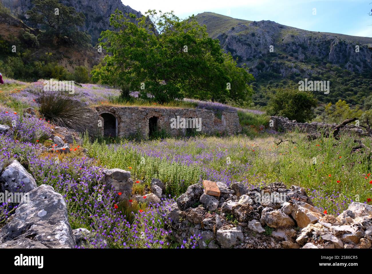 Ein traditionelles Tierheim aus Stein in einem Gelände und wilde Blumen in den Hügeln des Naturparks La Sierra Subbetica, Provinz Cordoba, Andalusien, Spanien Stockfoto