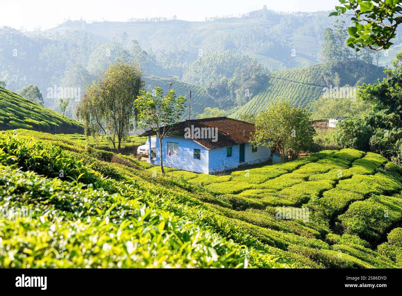 Panoramablick über Munnar hügelige Teeplantagen bei Sonnenaufgang in Kerala, Indien. Nebelberge im Hintergrund. Stockfoto