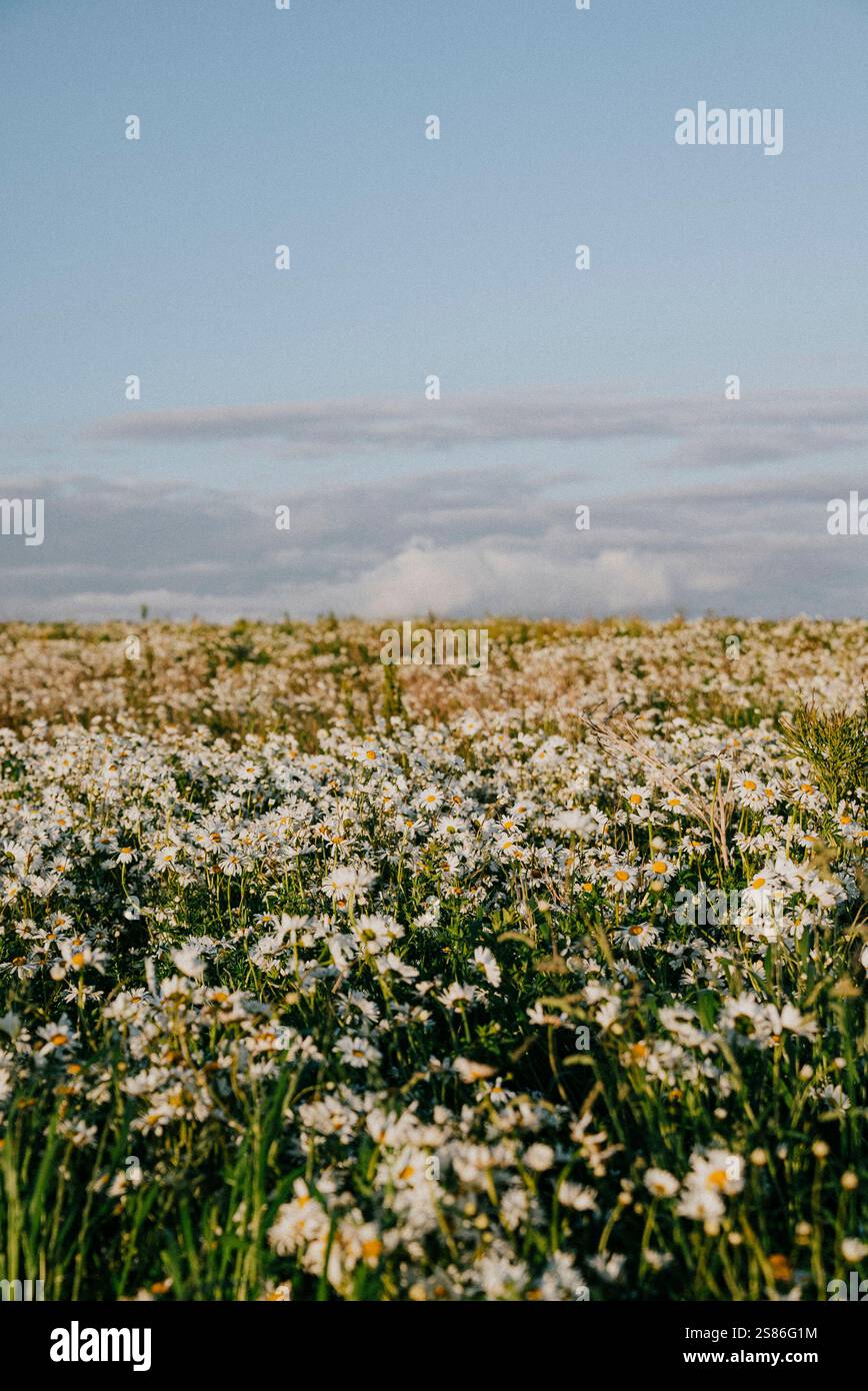 Ein weites Feld weißer Blumen erstreckt sich, so weit das Auge reicht, mit einem klaren blauen Himmel über dem Kopf. Die Szene ist ruhig und ruhig, mit sanften Stockfoto