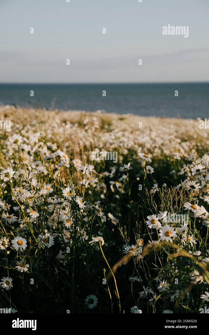 Ein weites Feld weißer Blumen erstreckt sich zum Meer hin, mit einem wunderschönen Blauton über dem Himmel. Die Szene ist ruhig und ruhig, mit t Stockfoto
