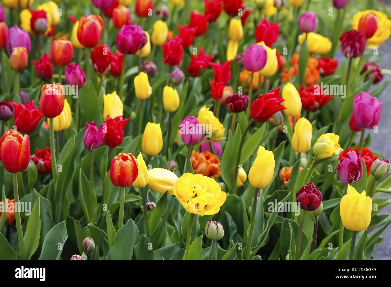 Goenninger Tulpenblüte, Tulpen (Tulipa), Blumen, bunt, gelb, rosa, rote Blüten, Frühlingsblüten, blühende Blumengattungen, alte Tradition, Kunde Stockfoto