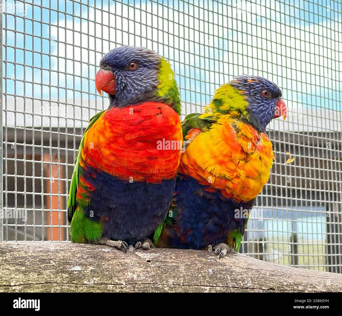 Zwei Regenbogenlorikeets in leuchtenden Farben auf einem Zweig - Smartphone-aufgenommenes Stockfoto